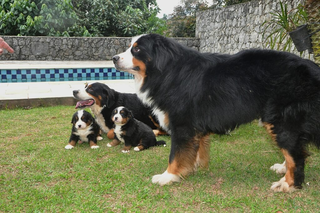 Bernese Mountain Dog care