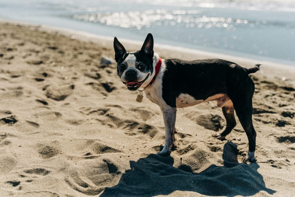 Boston Terrier care guide