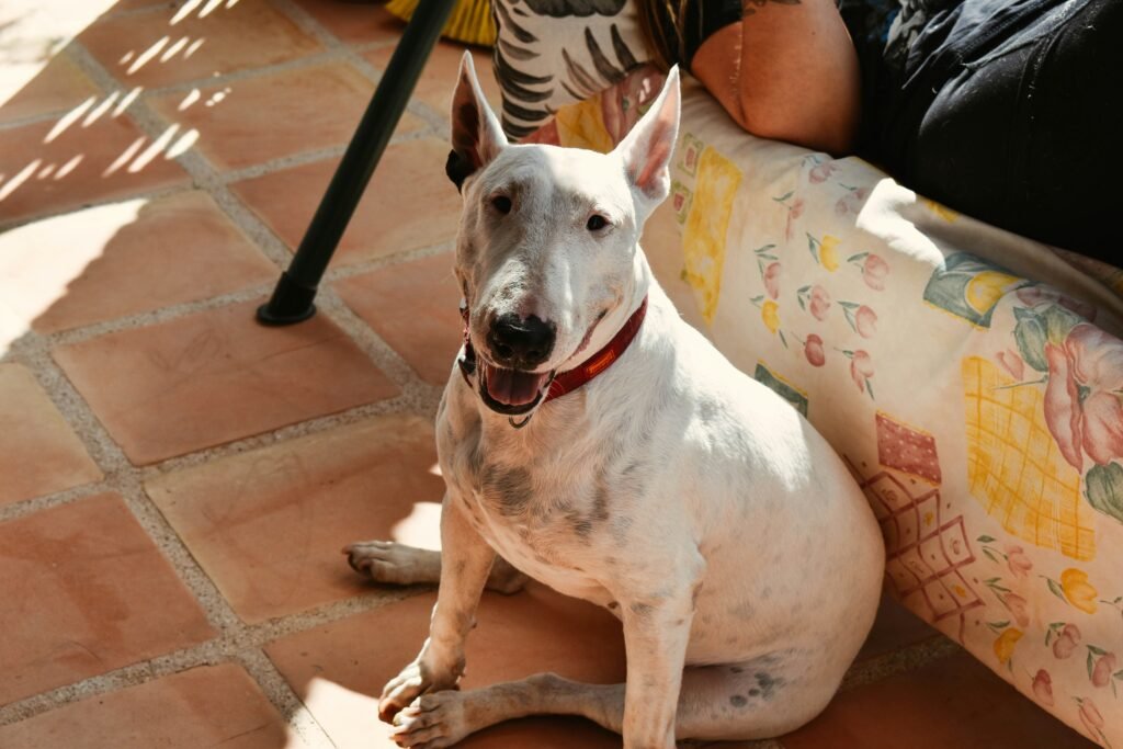 Bull Terrier care
