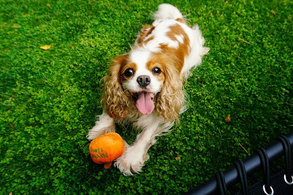 Cavalier King Charles Spaniels