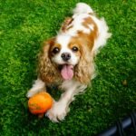 Cavalier King Charles Spaniels