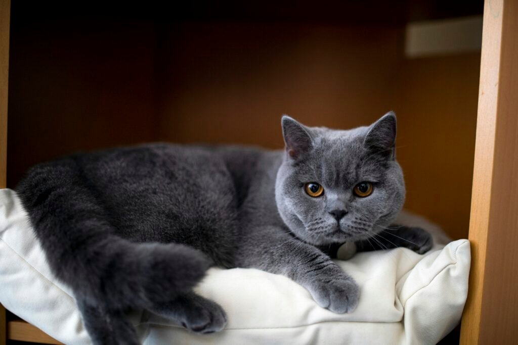 Chartreux cat lying on white textile