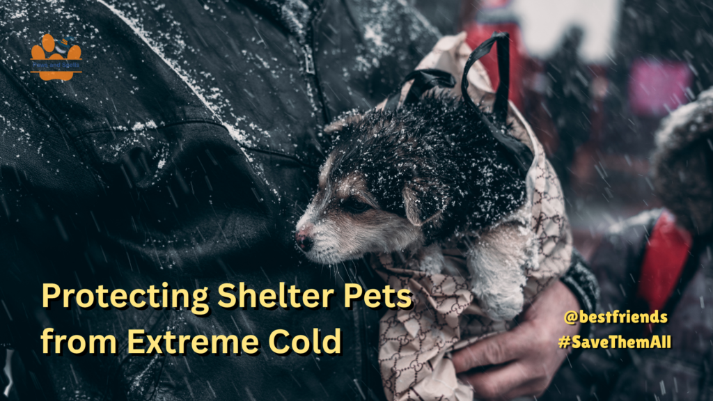 Winter Pet Care in shelters