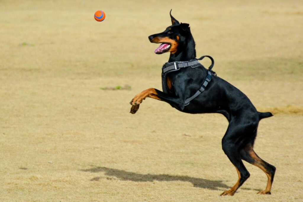 Doberman Pinscher training