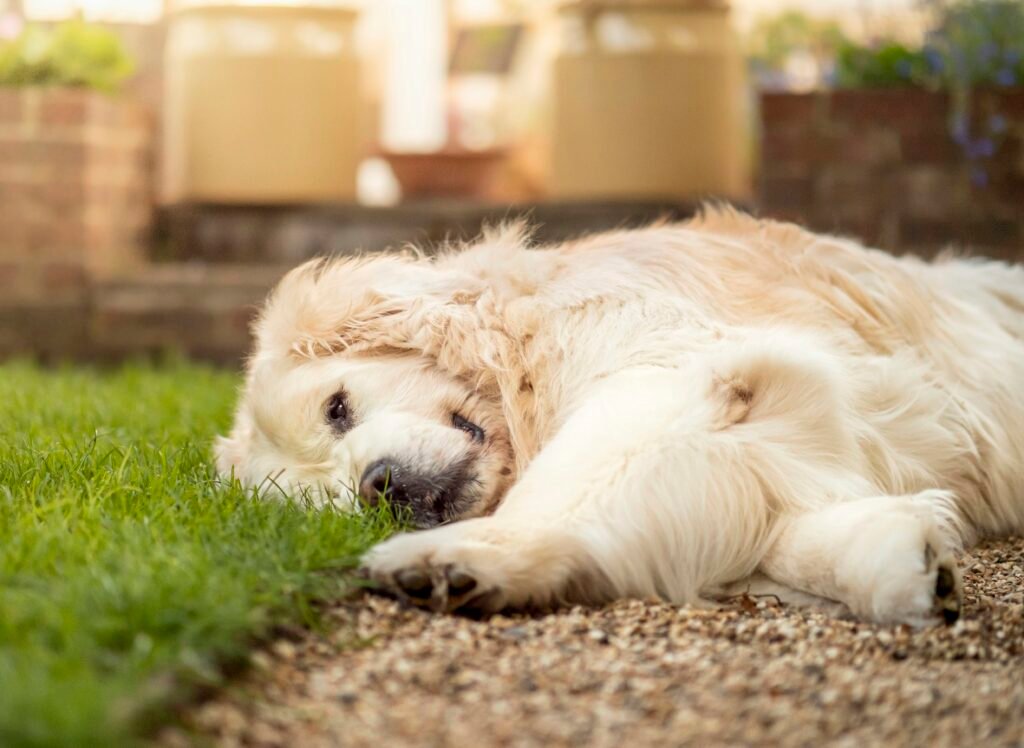 Dog Is Overheating Outside