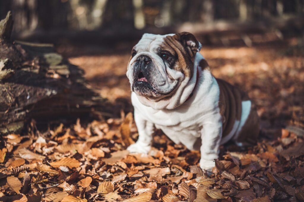English Bulldog care tips