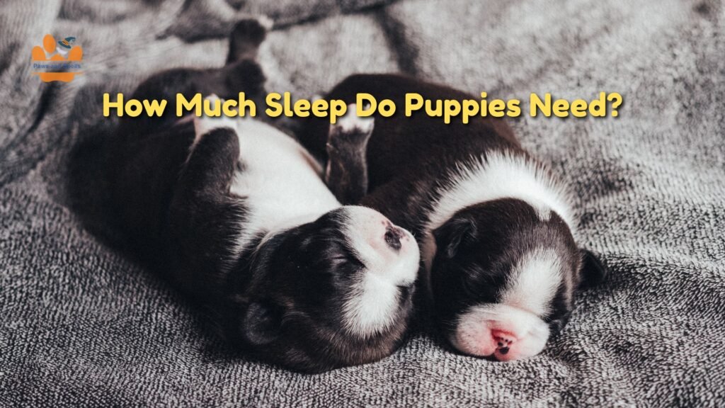 puppy sleep schedule