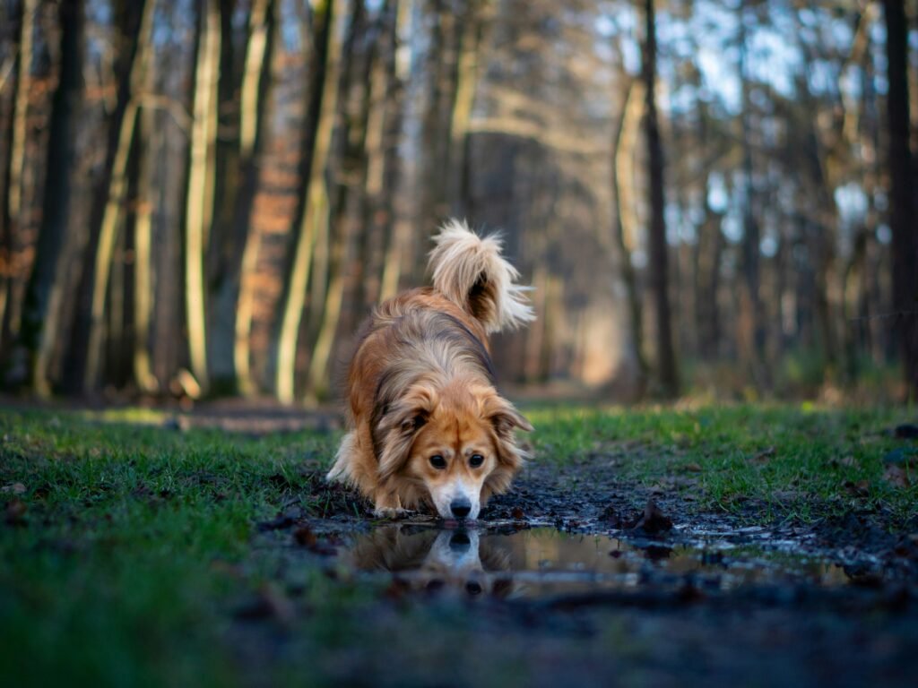 Keep Outdoor Dogs Hydrated