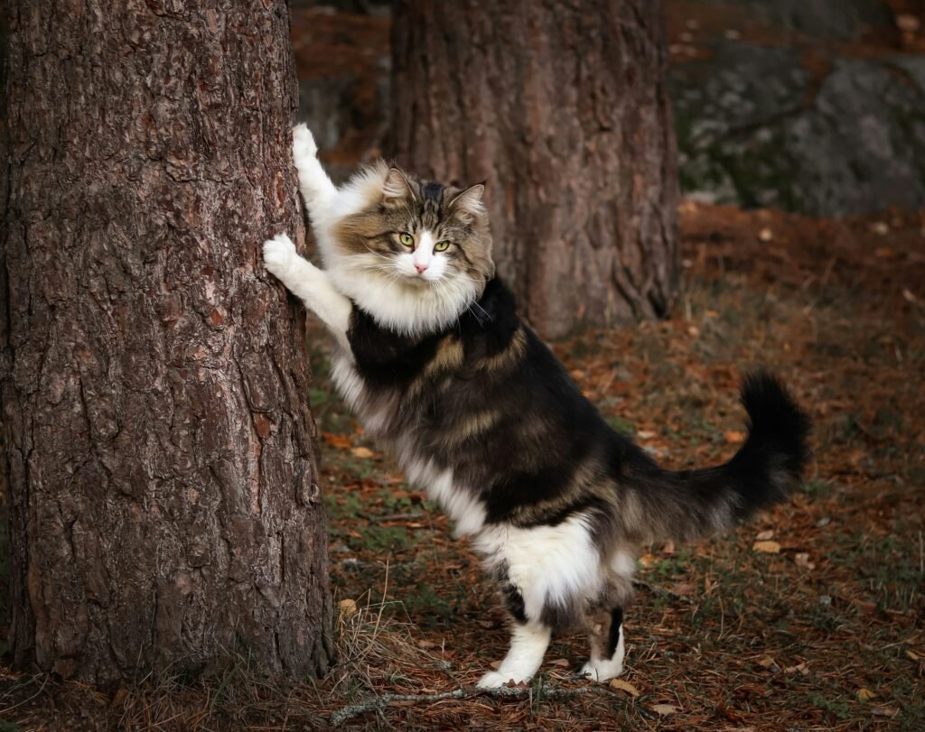 Norwegian forest cat standing on its hind legs next to a tree