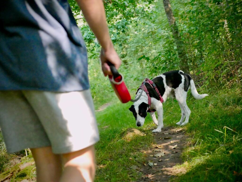 Proper dog hydration tips summer walks