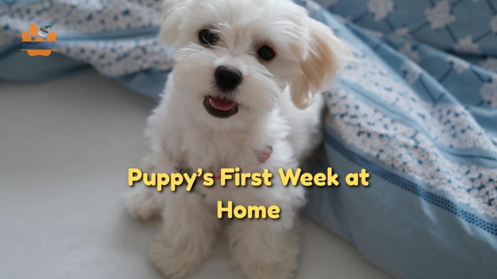 puppy first week at home