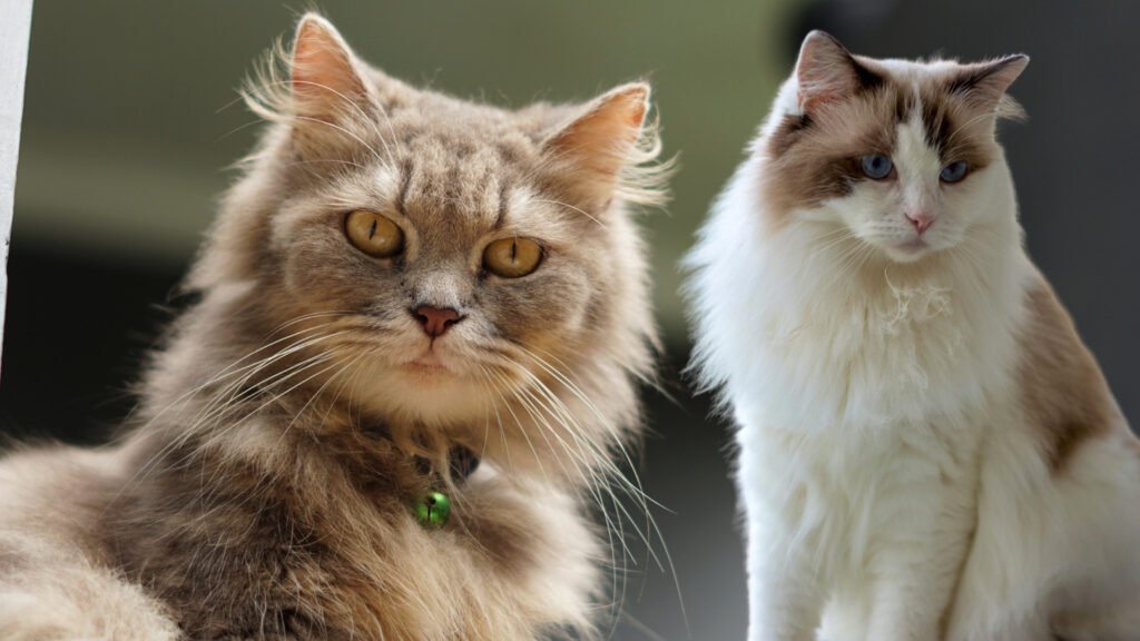 Ragamuffin vs Ragdoll, sweet cats