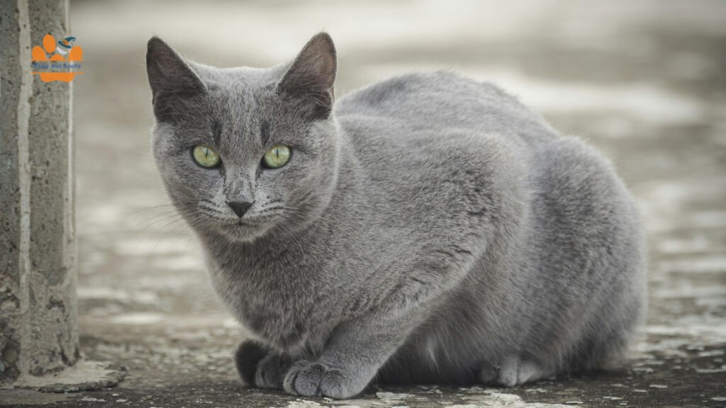 Russian Blue hypoallergenic, shy cats
