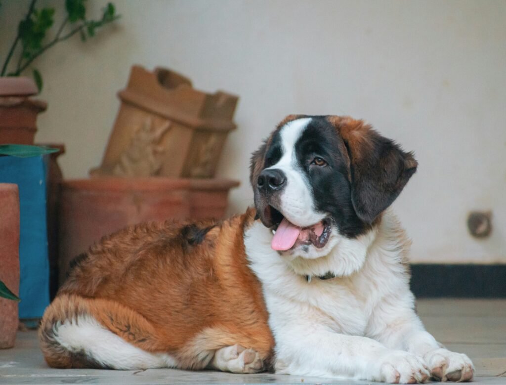 Saint Bernard  dog laying on a tile floor