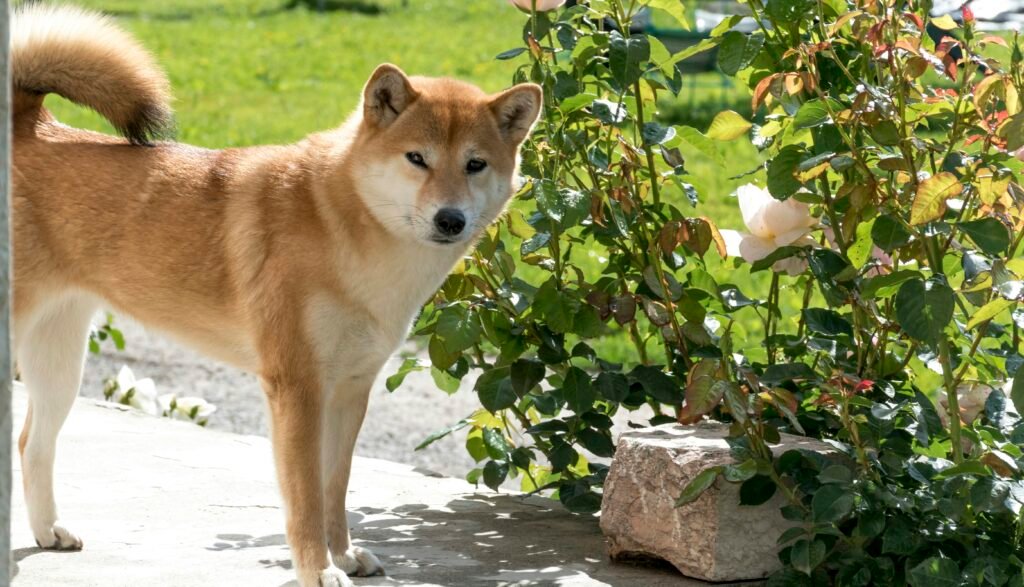 Shiba Inu Shedding