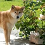 Shiba Inu Shedding