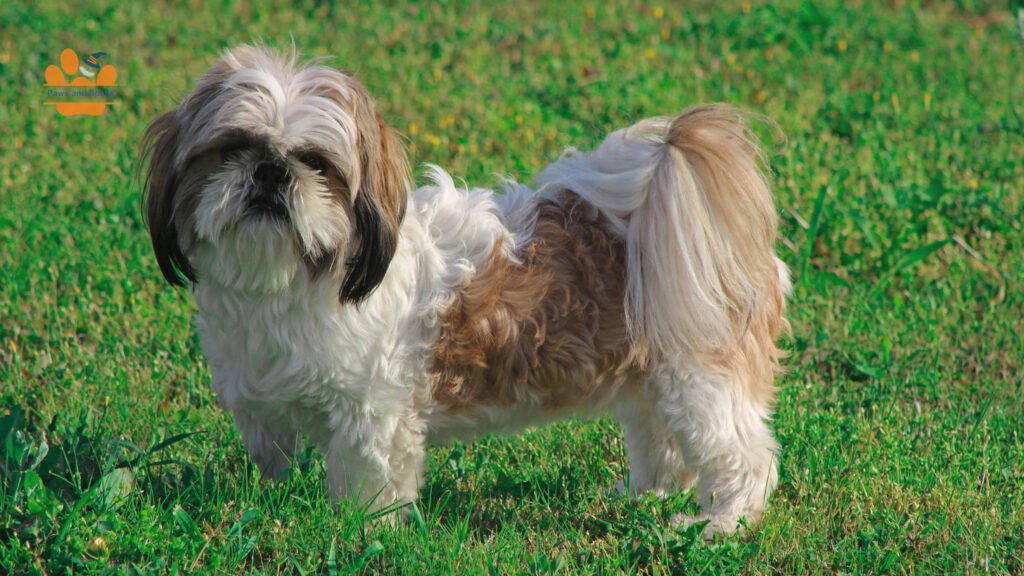 Shih Tzu grooming guide