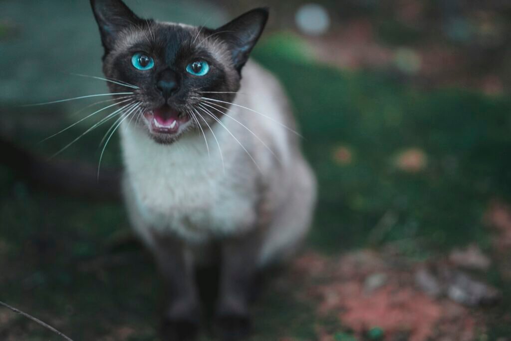 Siamese cat vocal, loyal cats