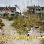 The Joy of Rescuing Large Breed Dogs