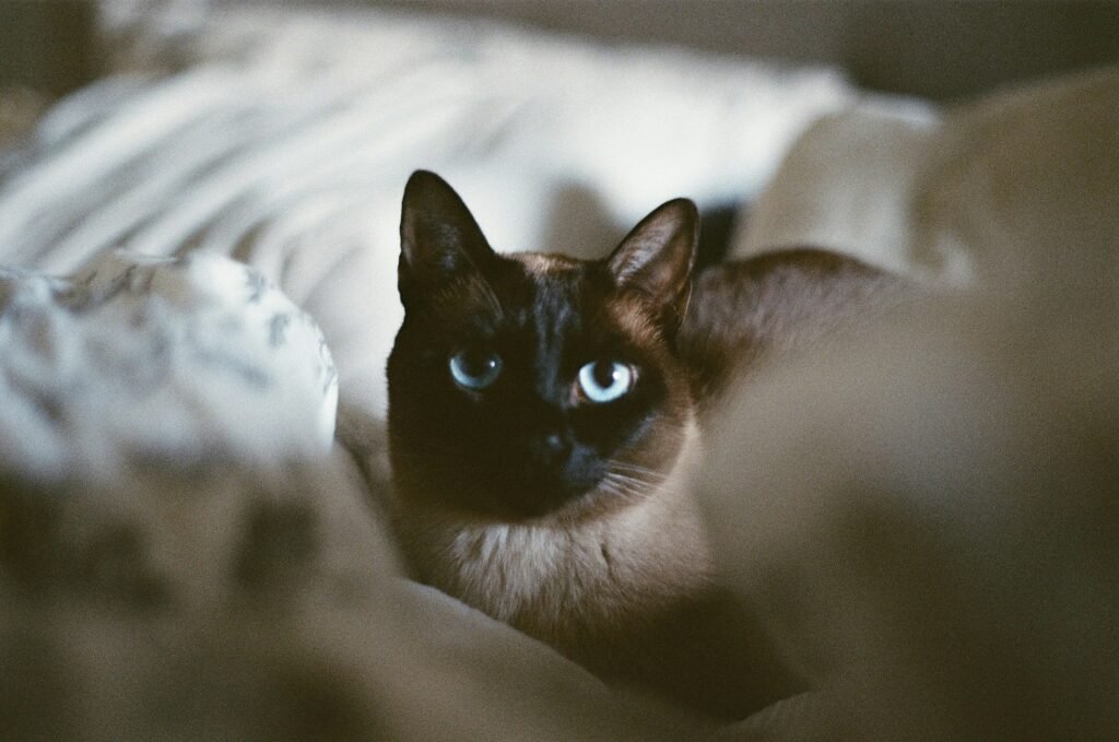 Tonkinese cat