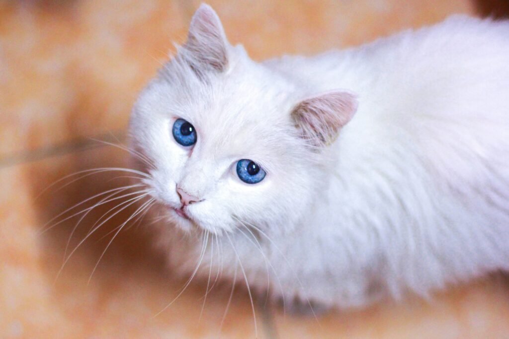 Turkish Angora cat