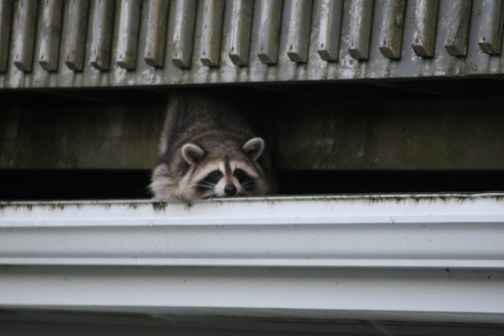 Urban wildlife raccoon
