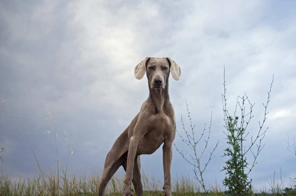 Weimaraner behavior issues