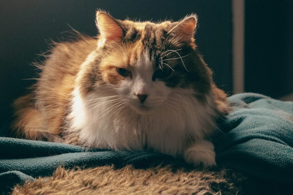 a cat lying on a blanket