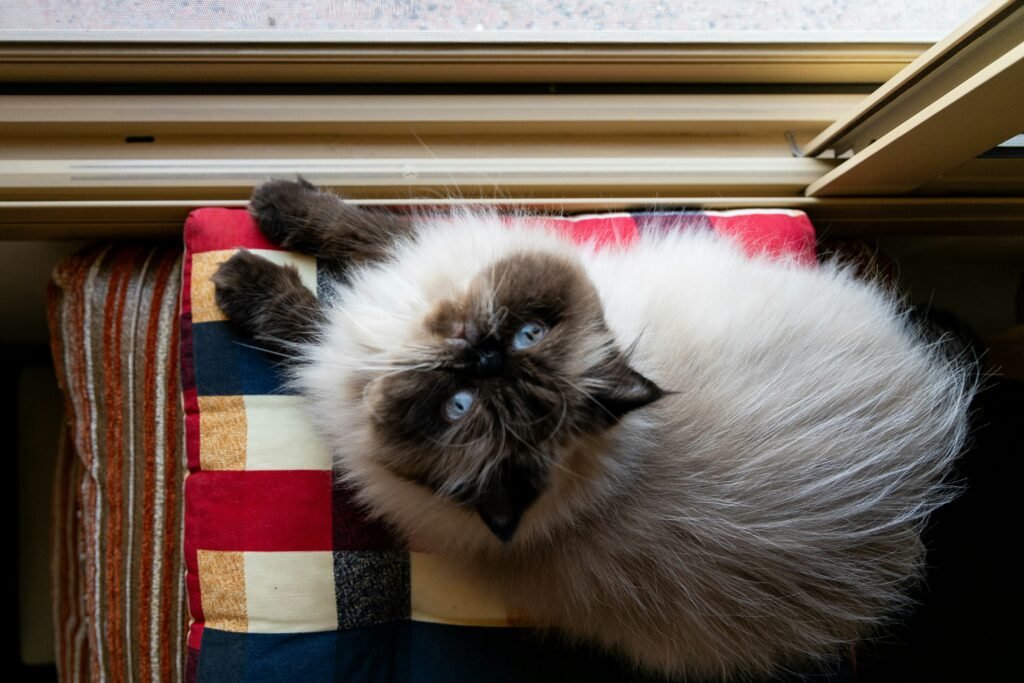 a fluffy  Himalayan cat laying on top of a blanket