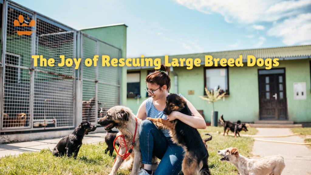 Rescuing Large Breed Dogs