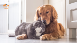 cat and dog
