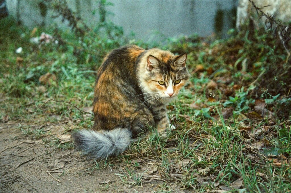 cat diarrhea causes