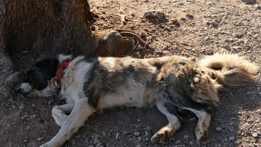 dog that has been bitten by a snake.