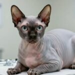 hypertrophic cardiomyopathy in sphynx cats