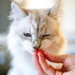 orange tabby kitten on persons hand