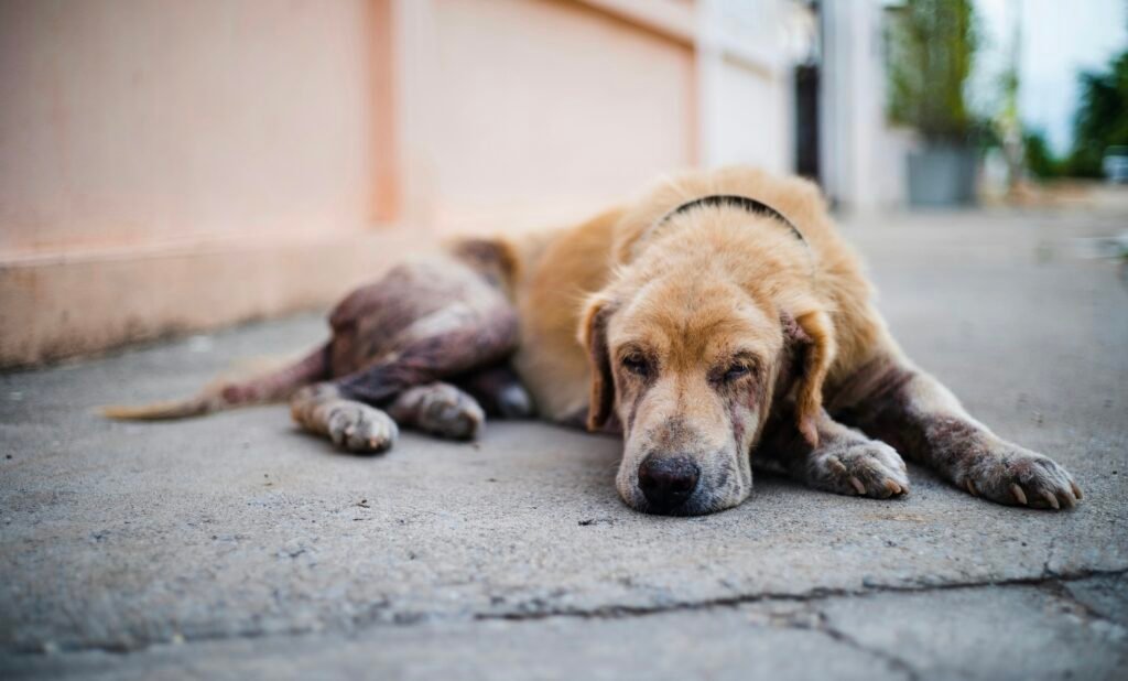 parvo diarrhea in dogs