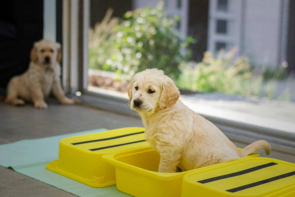 puppy potty training