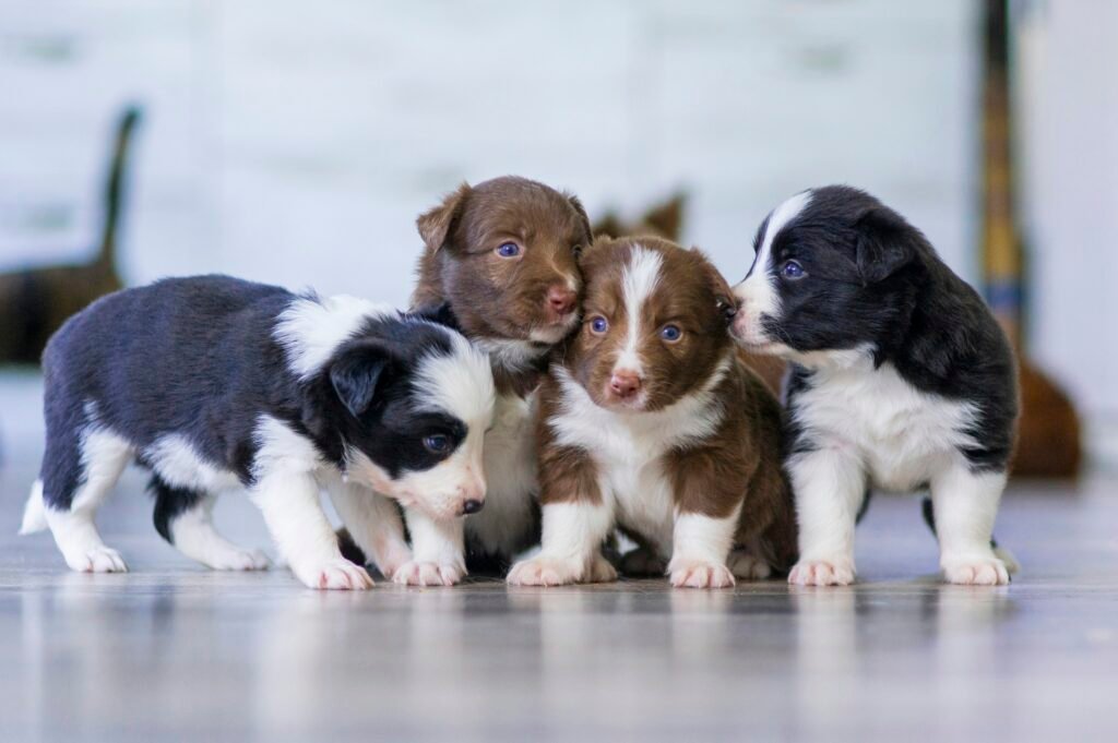puppy socialization tips