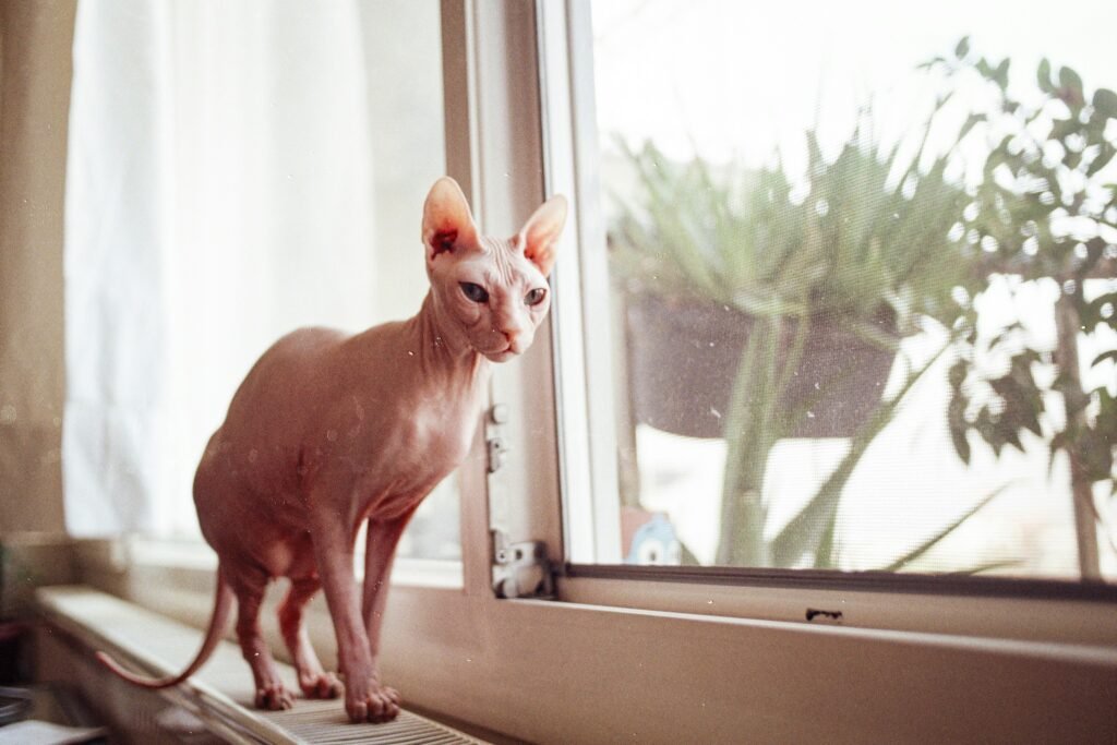sphynx cat breed