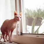sphynx cat breed