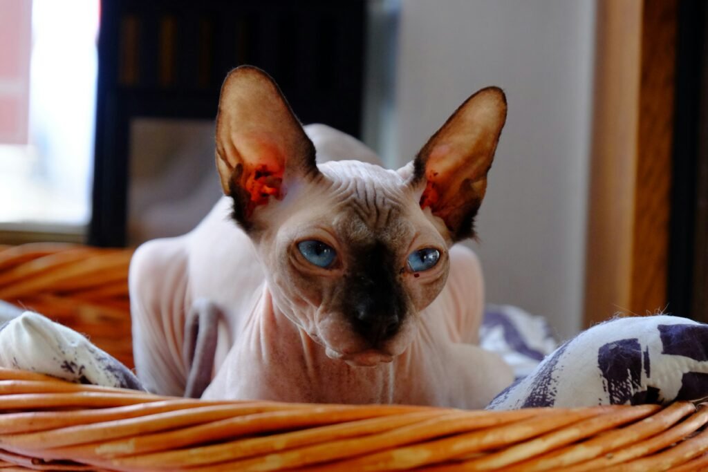 sphynx cat health problems