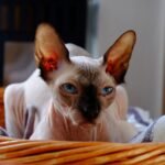 sphynx cat health problems