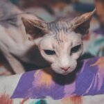 white and black cat on red blue and yellow textile