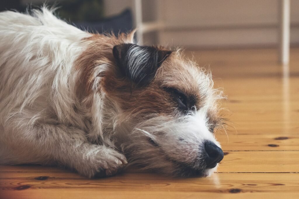 worms causing vomiting in dogs