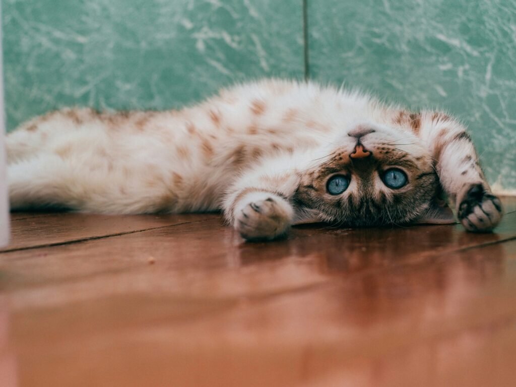 Cat Body Language