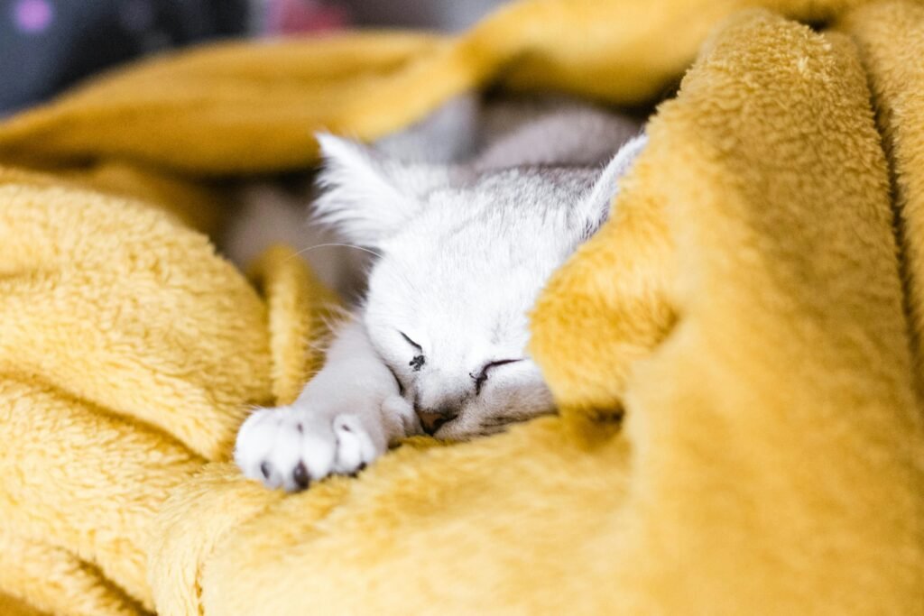 Cat Knead Blanket