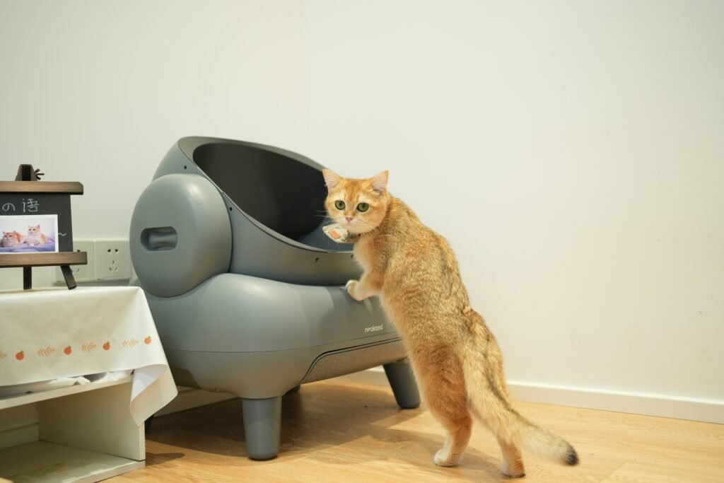 Cat Pooping Outside the Litter Box