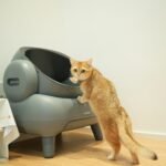 Cat Pooping Outside the Litter Box