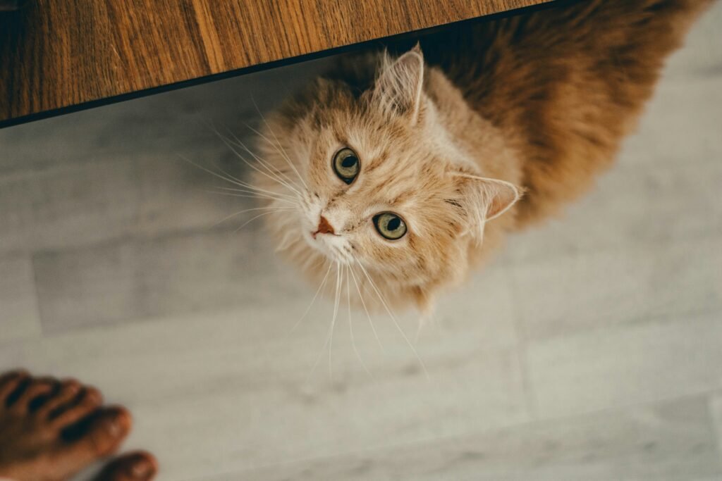Cats Suddenly Run Around the House