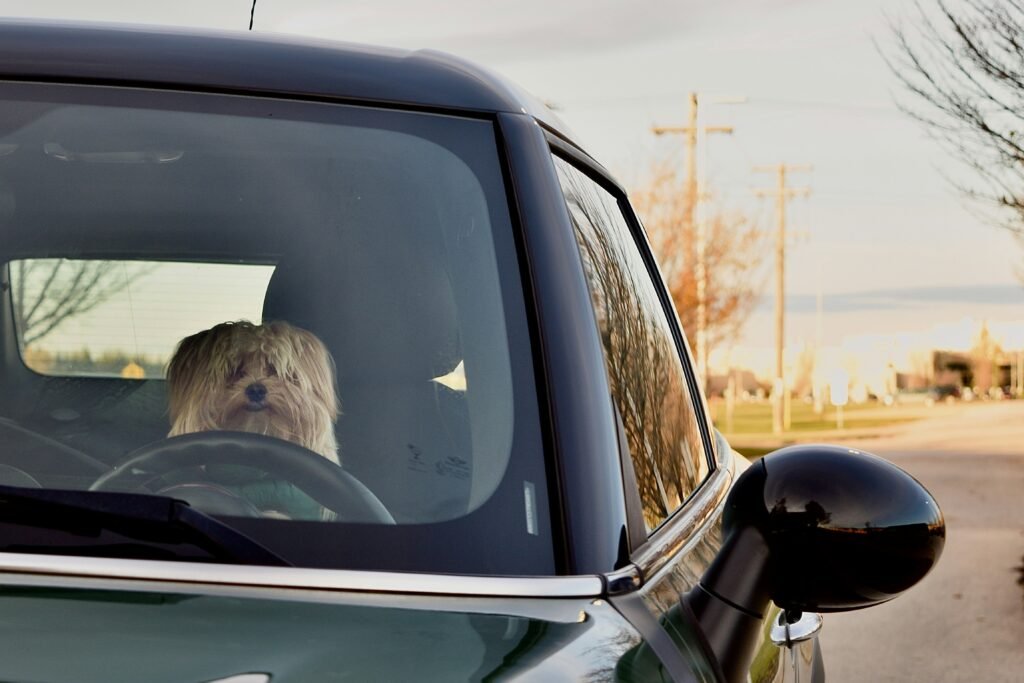Dog in Parked Cars